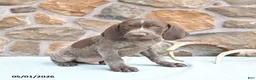 German Shorthaired Pointer dogs for sale: Frank  - Ad 3