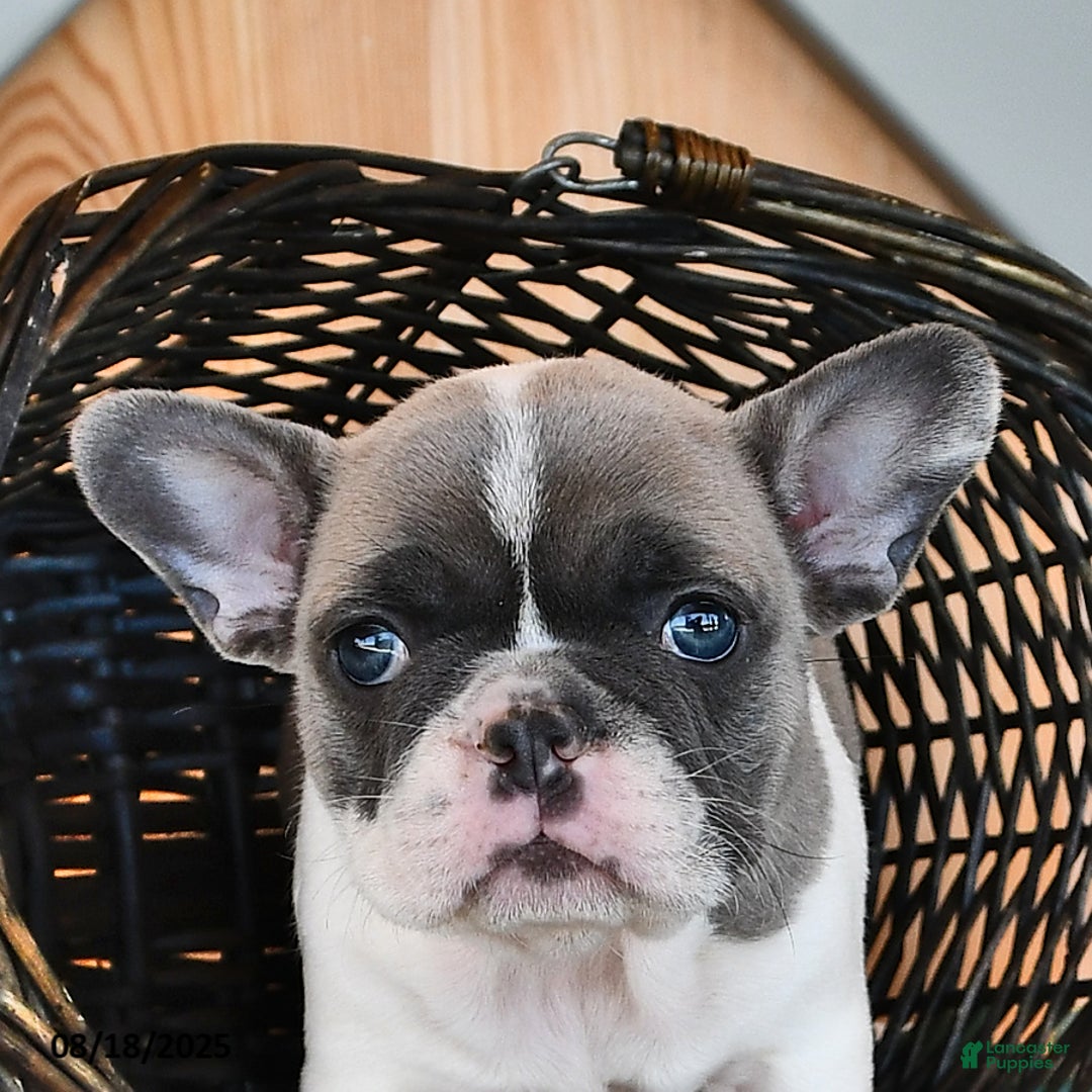 French Bulldog dogs for sale: Timber - Ad 13