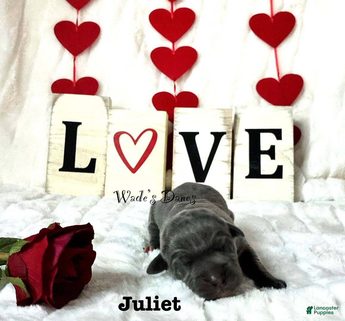 Great Dane dogs Great Dane Puppy 6 - Ad 29