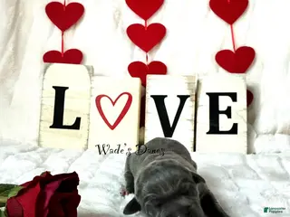 Great Dane dogs Great Dane Puppy 6 - Ad 29