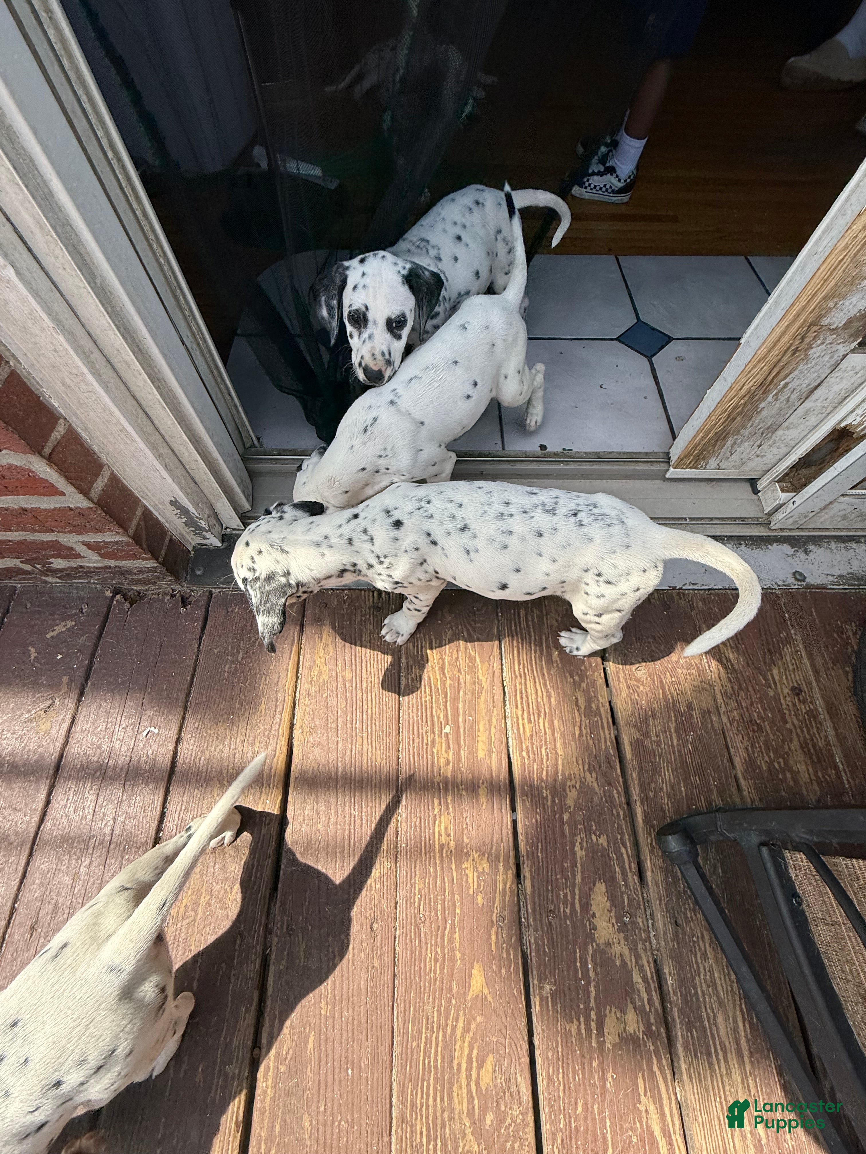 Dalmatian dogs Salt - Ad 1