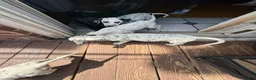 Dalmatian dogs for sale: Salt - Ad 1
