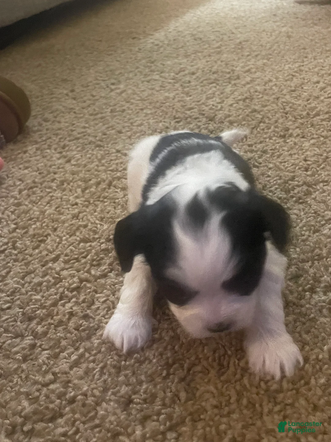 Mixed Breed dogs for sale: Brutus - Ad 7