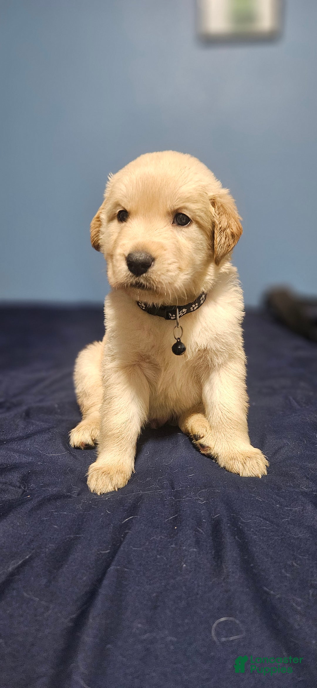 Golden Retriever dogs for sale: Black - Ad 3