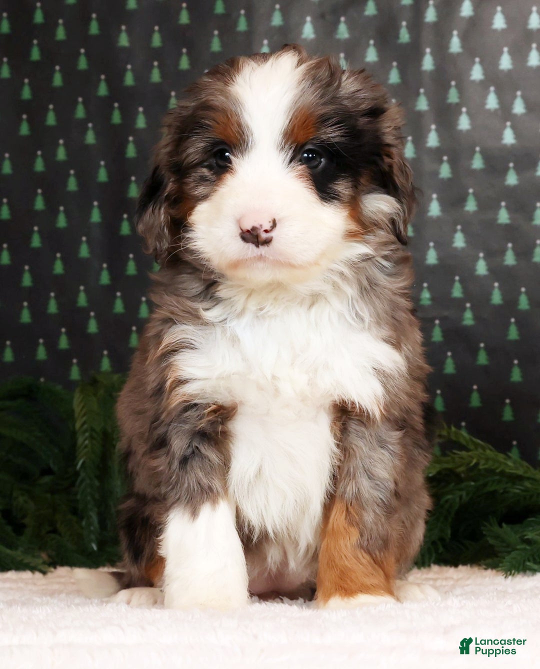 Mini Bernedoodle dogs for sale: Noel - Ad 3