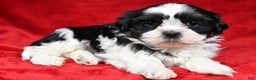 Shih Tzu dogs for sale: Ike - Ad 2