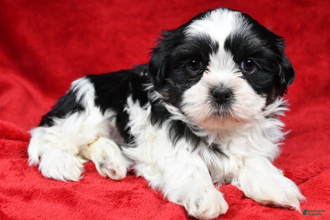 Shih Tzu dogs for sale: Ike - Ad 2