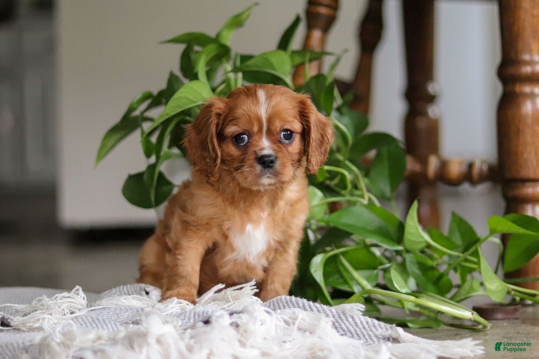 Cavalier King Charles Spaniel dogs for sale: Riley - Ad 1