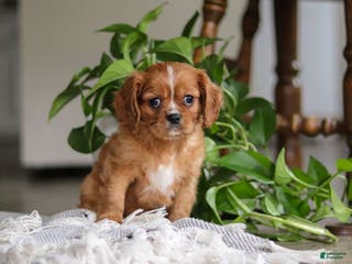 Cavalier King Charles Spaniel dogs Riley - Ad 15