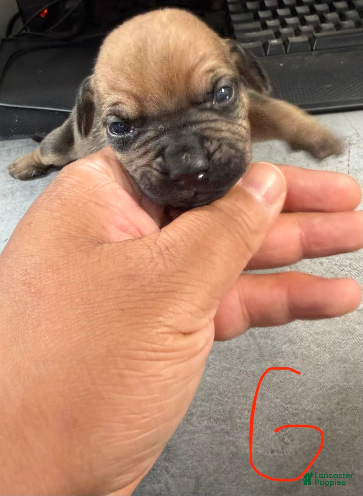 Cane Corso dogs Maggie - Ad 1