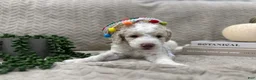 Goldendoodle dogs for sale: Bricks ❤️ - Ad 20