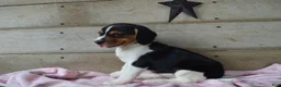 Beagle dogs for sale: Annie - Ad 1
