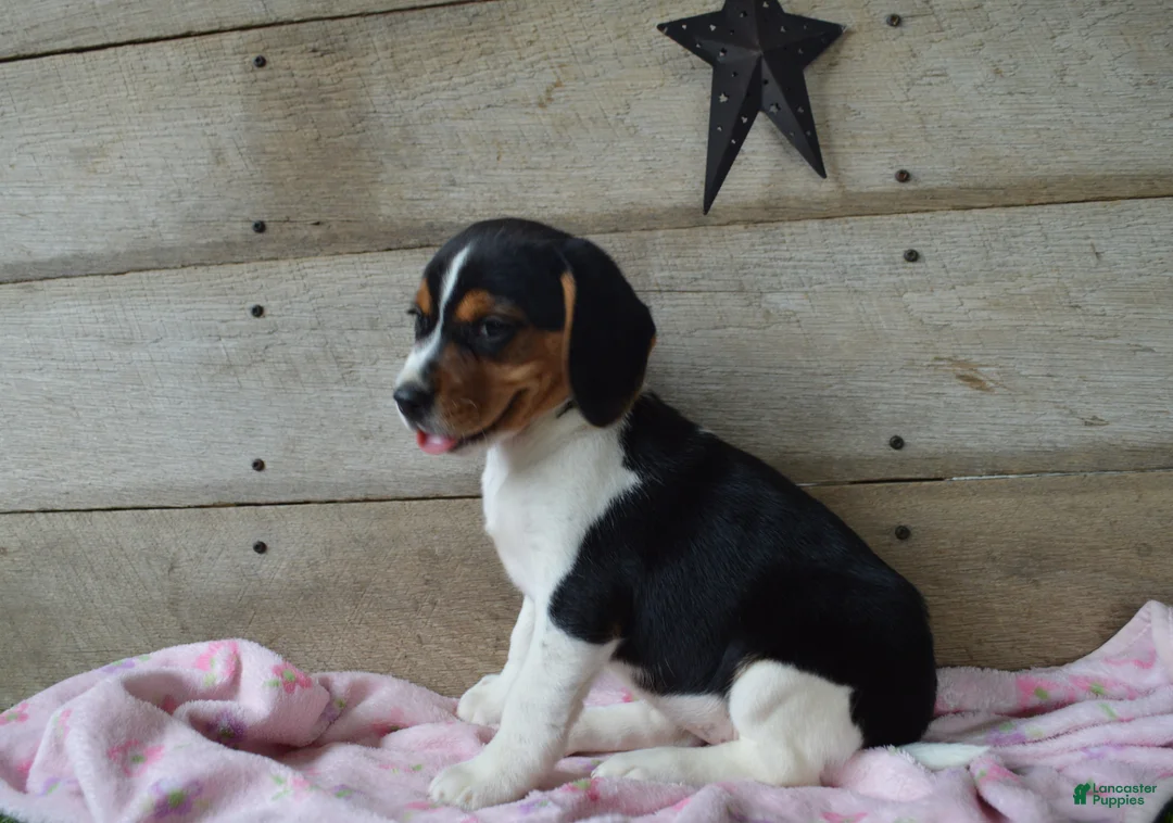 Beagle dogs for sale: Annie - Ad 1