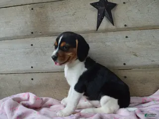 Beagle dogs for sale: Annie - Ad 1