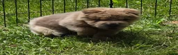 Shar Pei dogs for sale: Roman - Ad 27