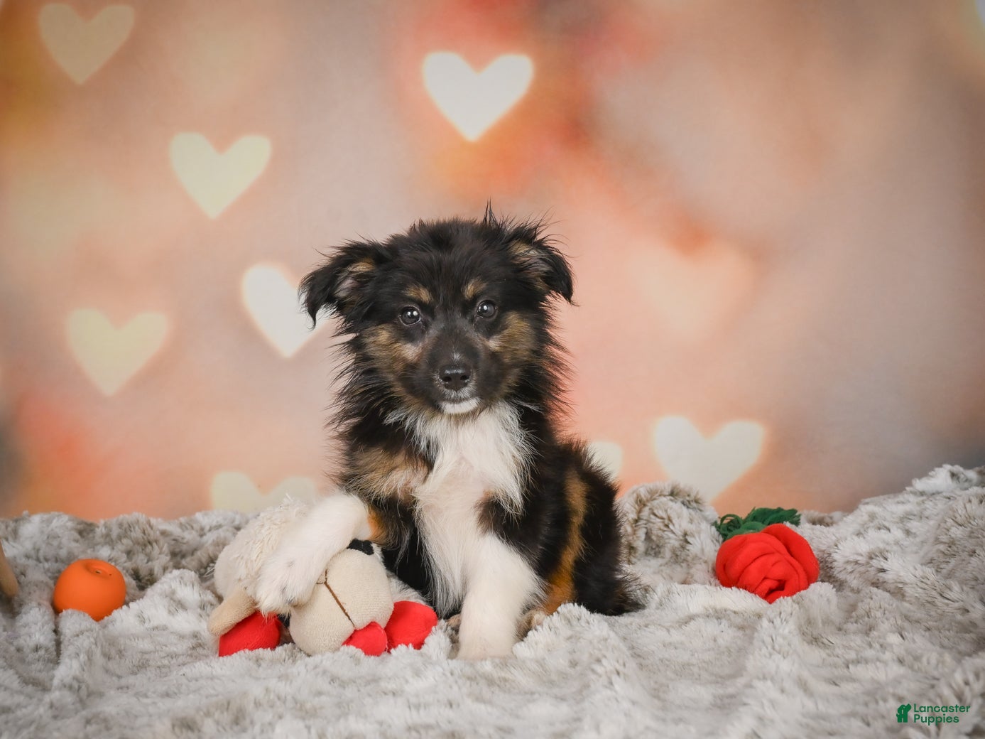 Miniature Australian Shepherd dogs Alice - Ad 1