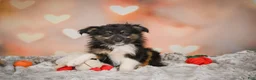 Miniature Australian Shepherd dogs for sale: Alice - Ad 1