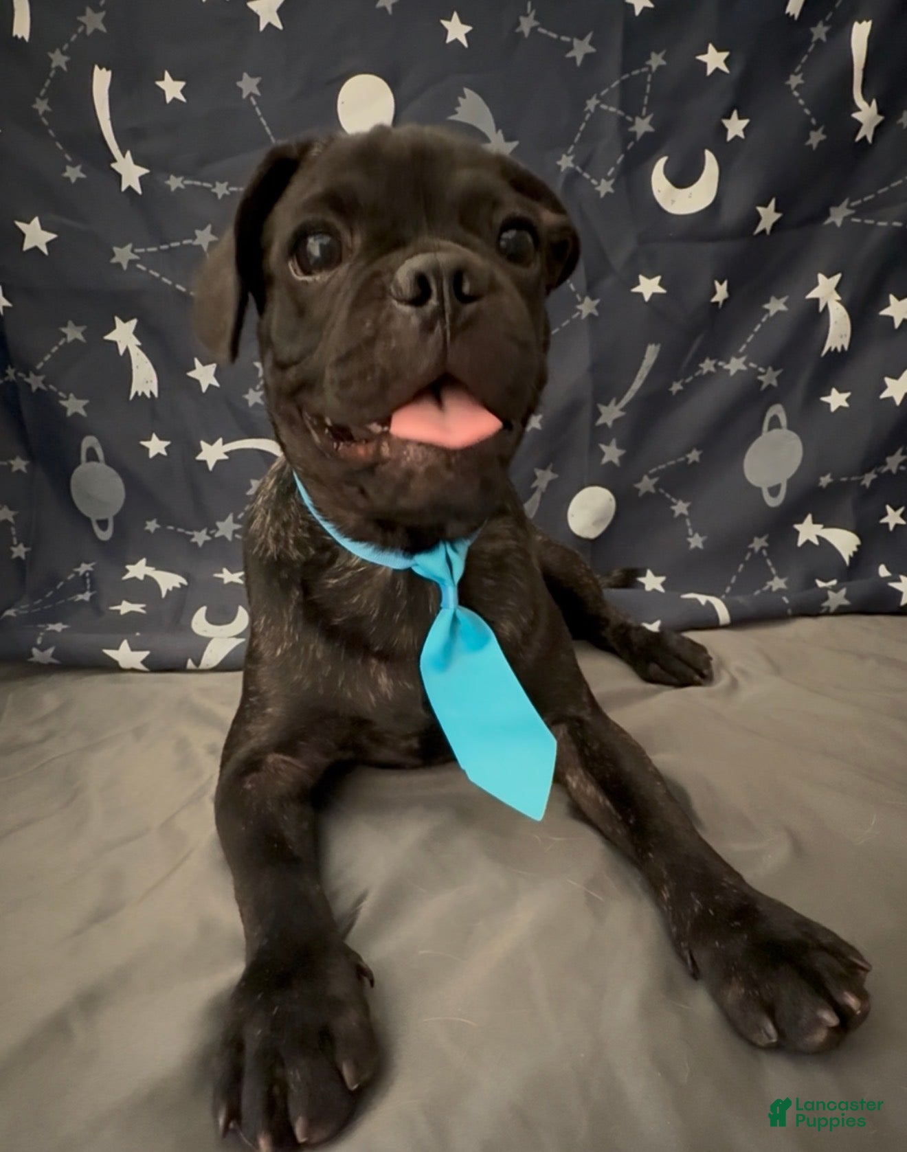 Mixed Breed dogs Bugg boy - Ad 1