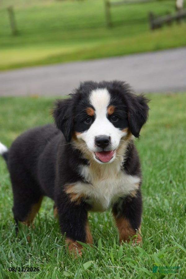 Bernese Mountain Dog dogs Ellie - Ad 2