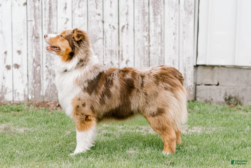 Australian Shepherd dogs Rip - Ad 2