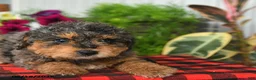 Mini Bernedoodle dogs for sale: Ruff - Ad 5