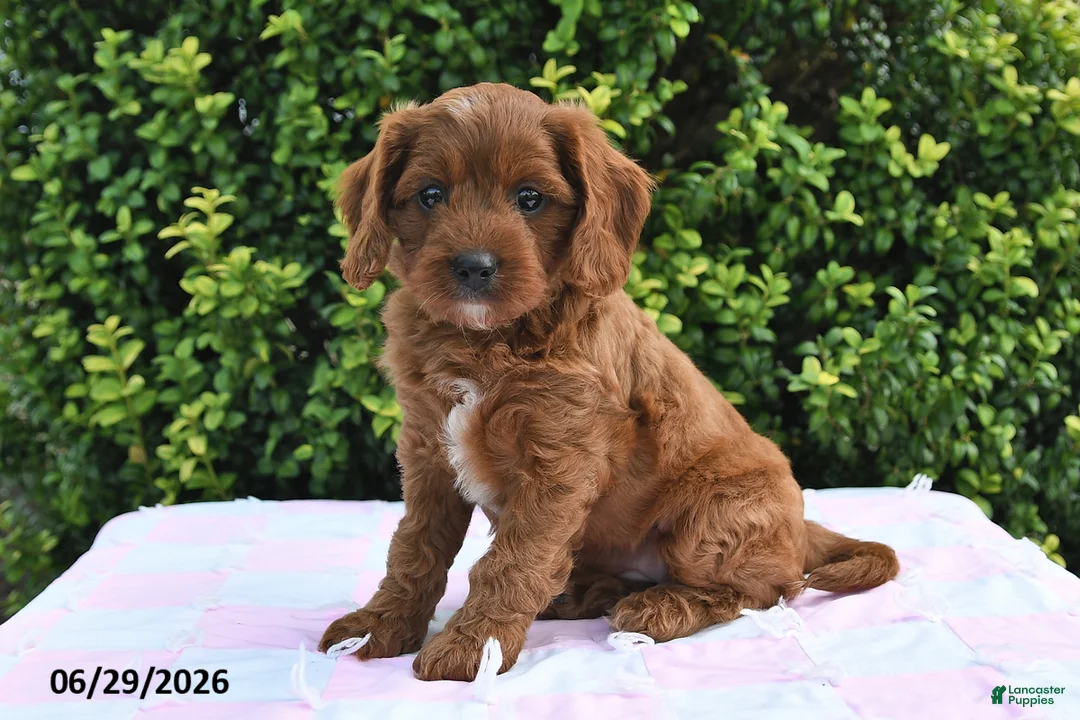 Flossie Cavapoo for sale in Holmesville | Lancaster Puppies