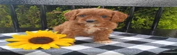 Cavapoo dogs for sale: Echo - Ad 2