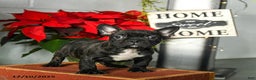 Frenchton dogs for sale: Diggy - Ad 2
