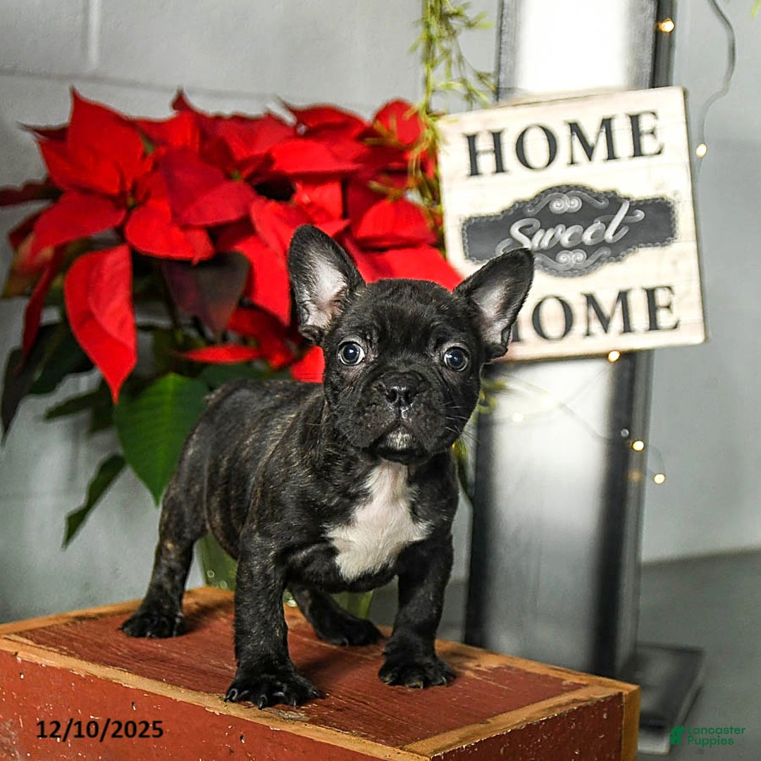 Frenchton dogs for sale: Diggy - Ad 2