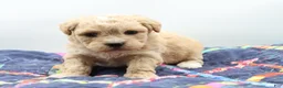Maltipoo dogs for sale: Apricot female - Ad 3
