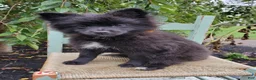 Pomeranian dogs for sale: Nellie - Ad 5