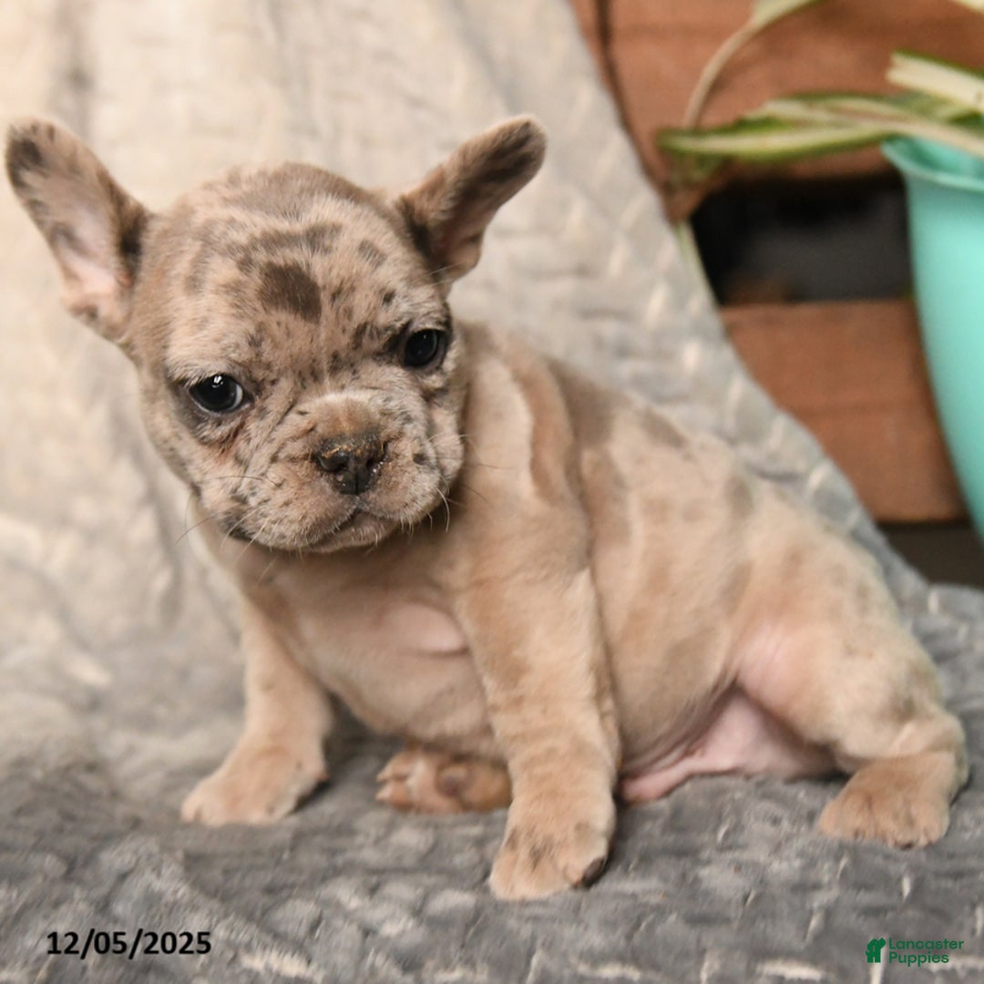 French Bulldog dogs for sale: Musketeers - Ad 3