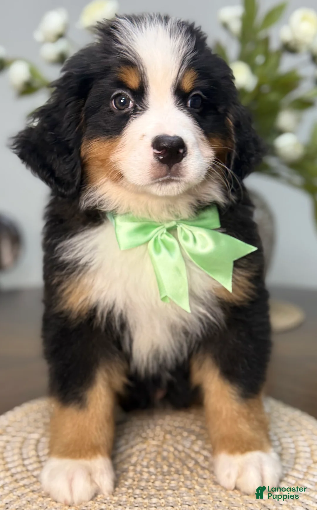 Bernese Mountain Dog dogs for sale: Willow - Light Green Boy - Ad 1
