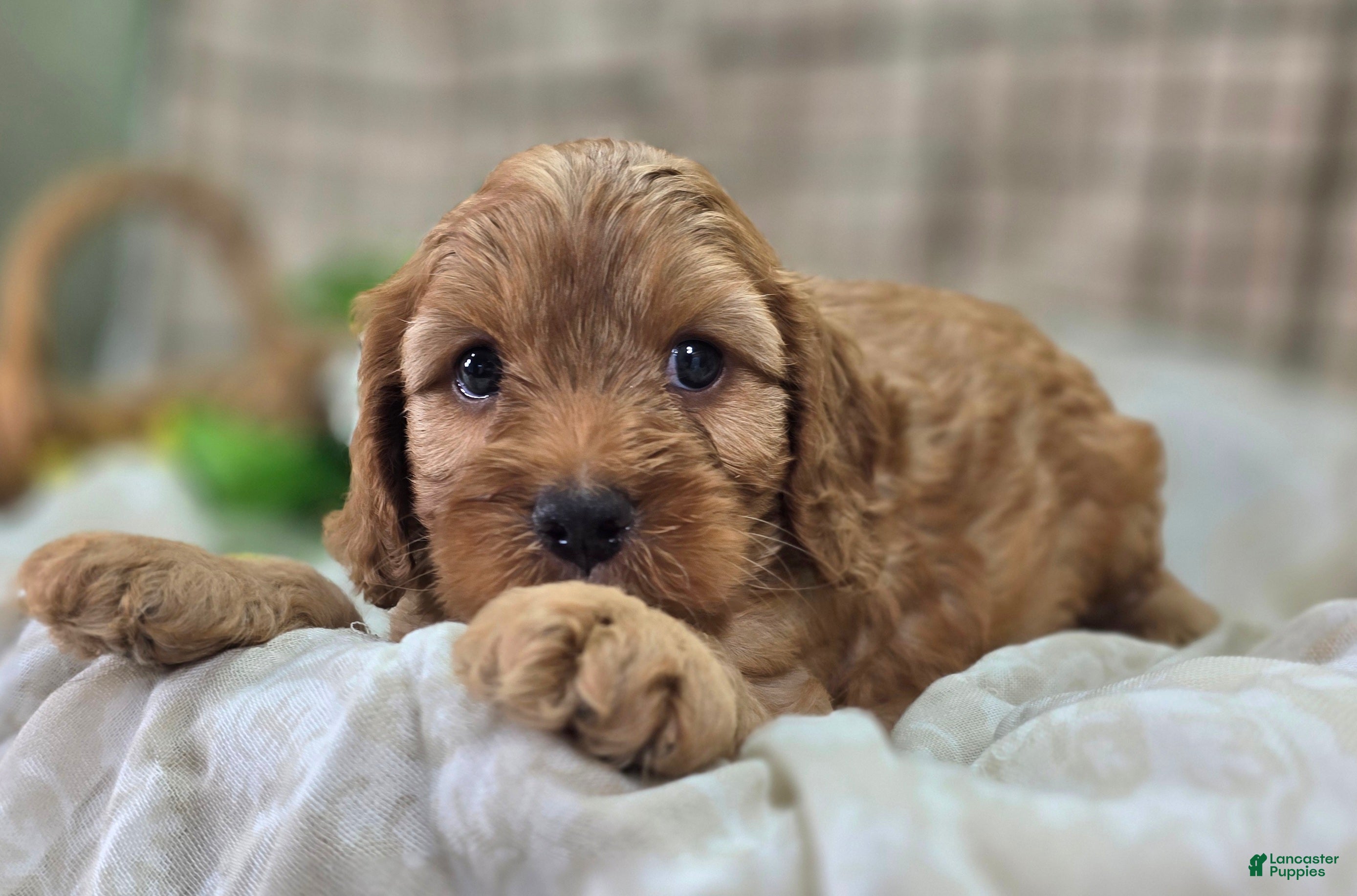 Cockapoo dogs Sprout - Ad 13