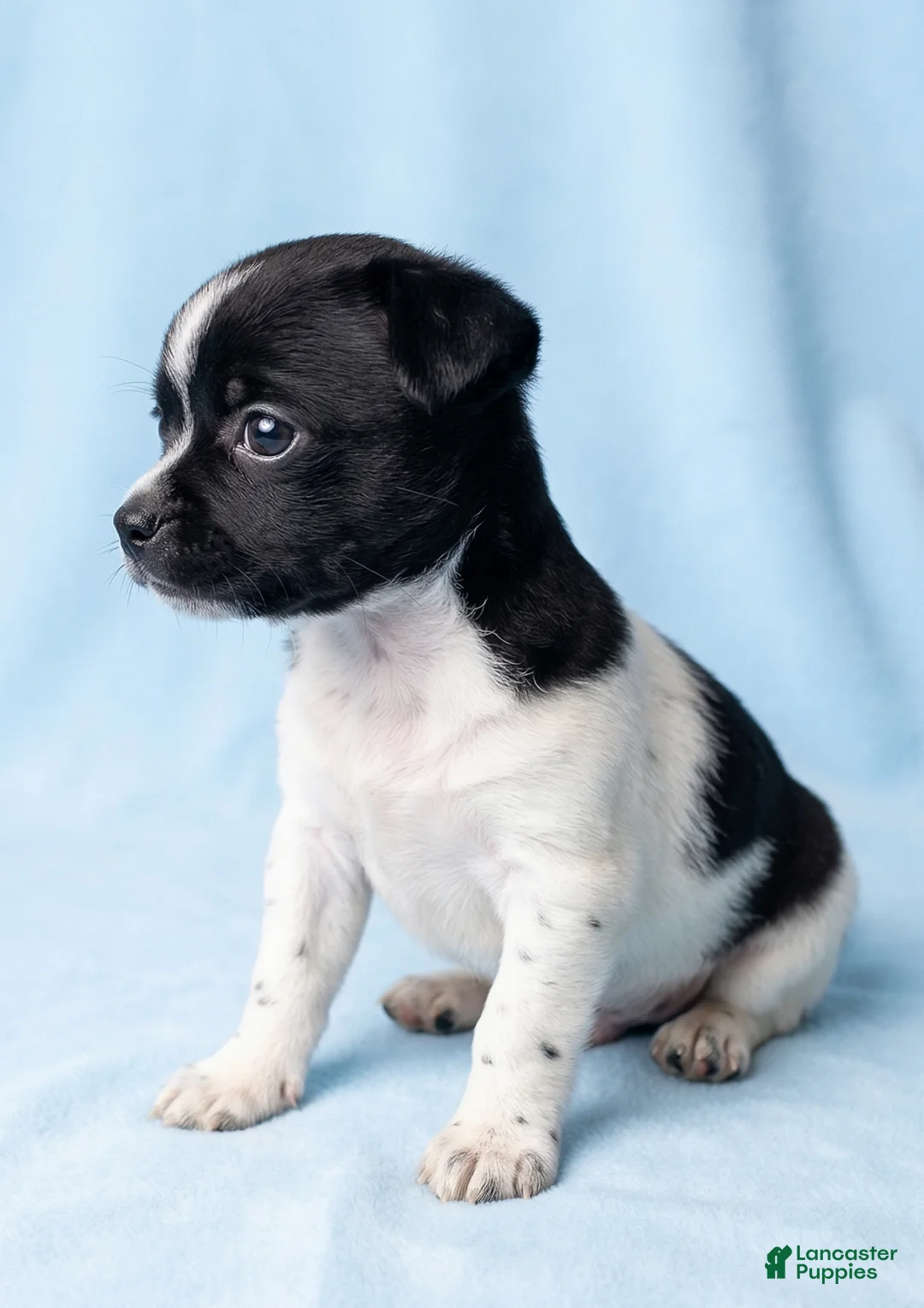 Mixed Breed dogs for sale: Duke - Ad 2