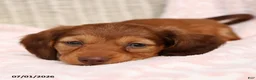 Miniature Dachshund dogs for sale: Lily - Ad 4