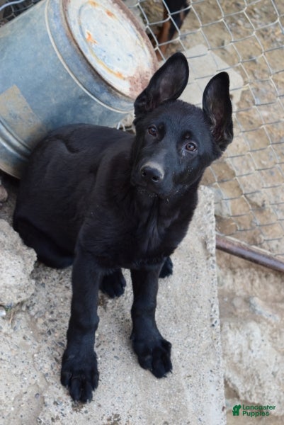 German Shepherd dogs for sale: Girl 1 - Ad 2