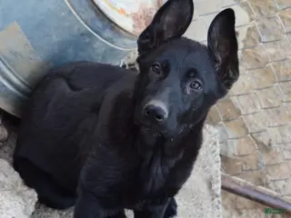 German Shepherd dogs for sale: Girl 1 - Ad 2