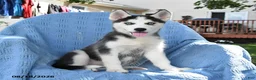 Siberian Husky dogs for sale: Barbie - Ad 1