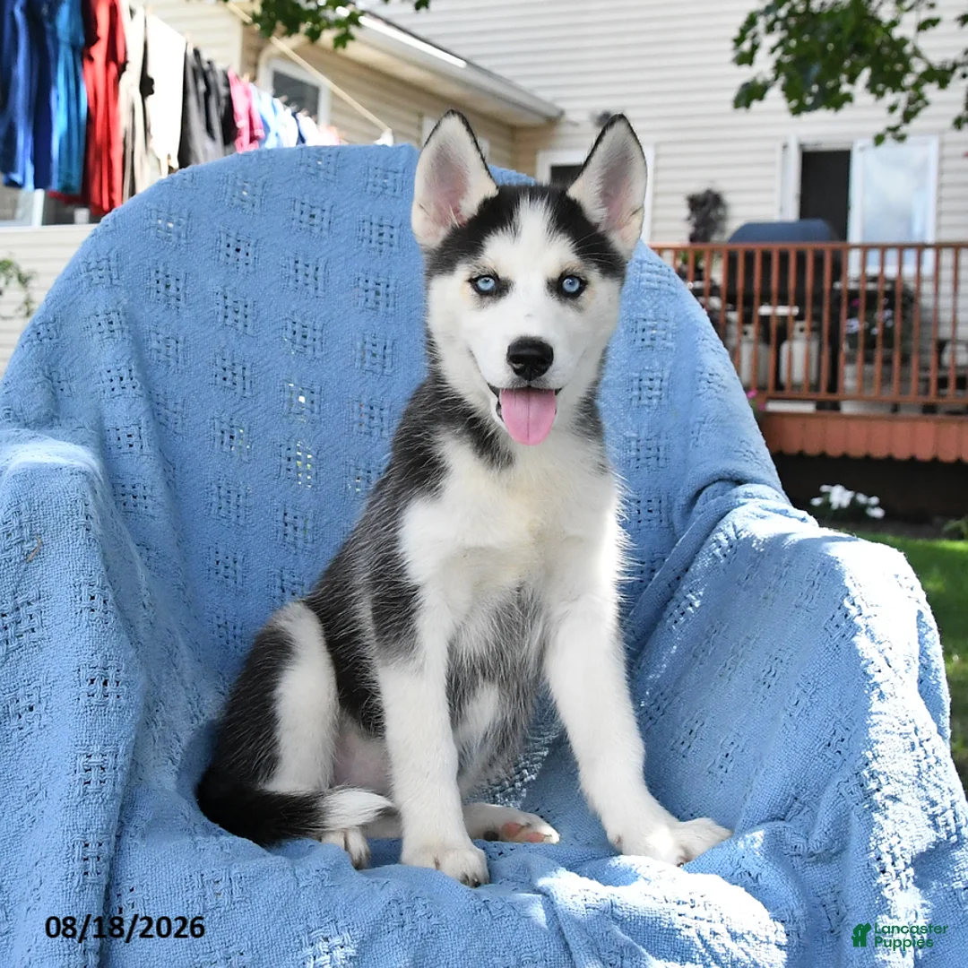 Siberian Husky dogs for sale: Barbie - Ad 1