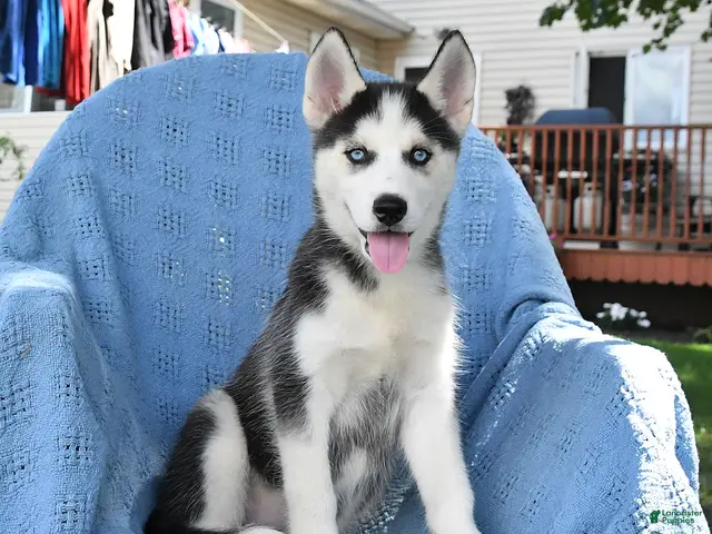 Siberian Husky dogs Barbie - Ad 1