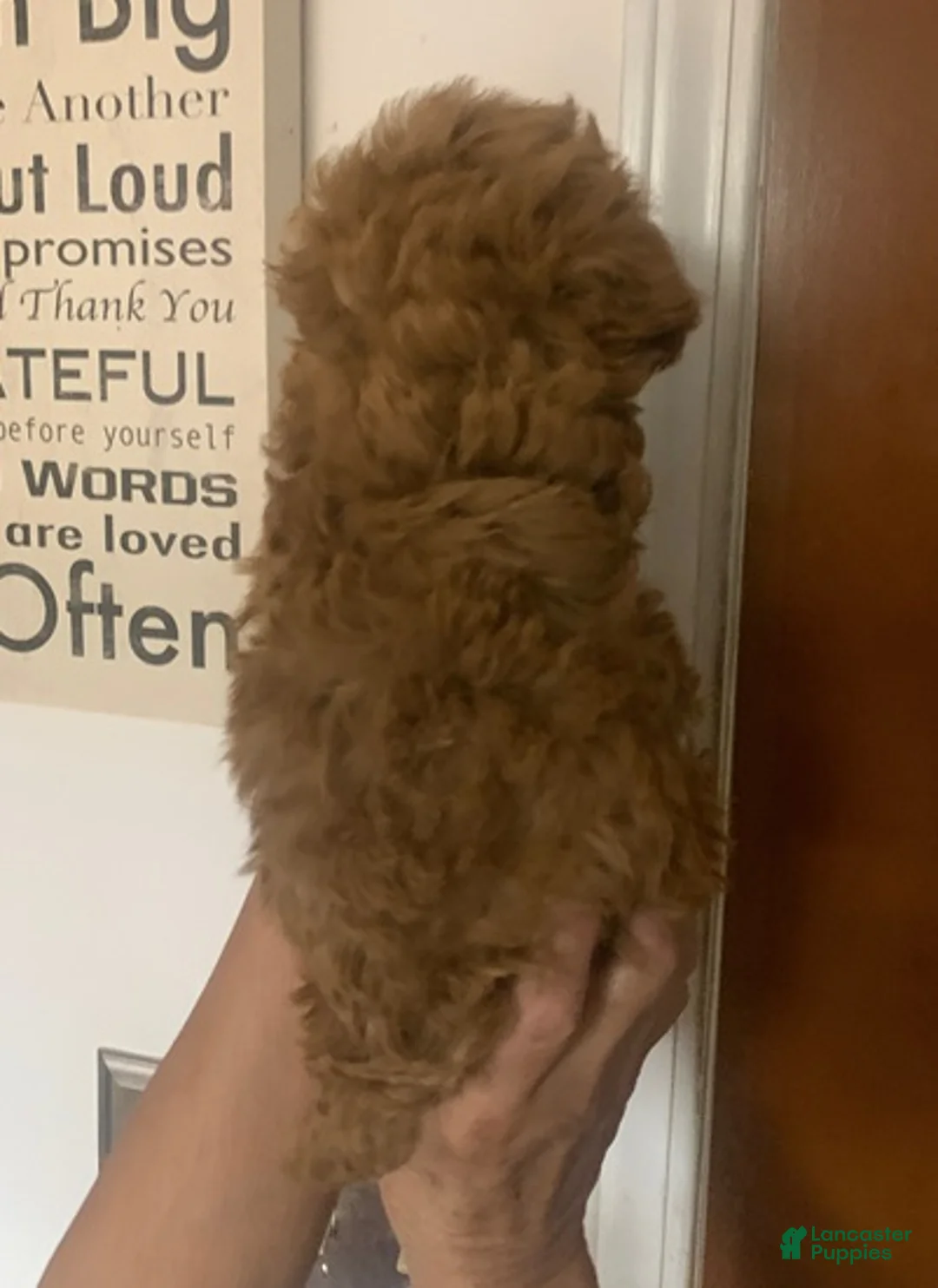 Cockapoo dogs for sale: Cockapoo Puppy 1 - Ad 2