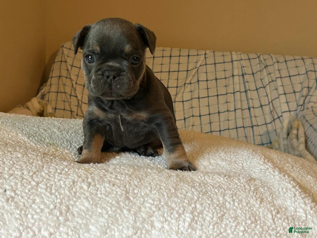 French Bulldog dogs for sale: French Bulldog Puppy 5 - Ad 2