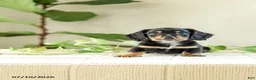Miniature Dachshund dogs for sale: Auburn - Ad 5