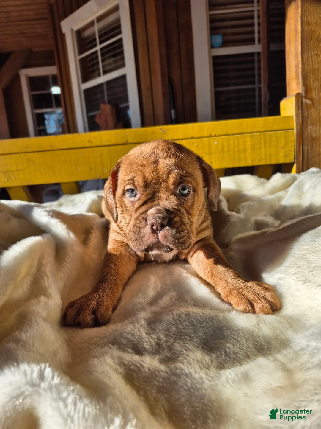 Dogue De Bordeaux dogs for sale: Dogue De Bordeaux Puppy 3 - Ad 1