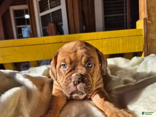 Dogue De Bordeaux dogs Dogue De Bordeaux Puppy 3 - Ad 3