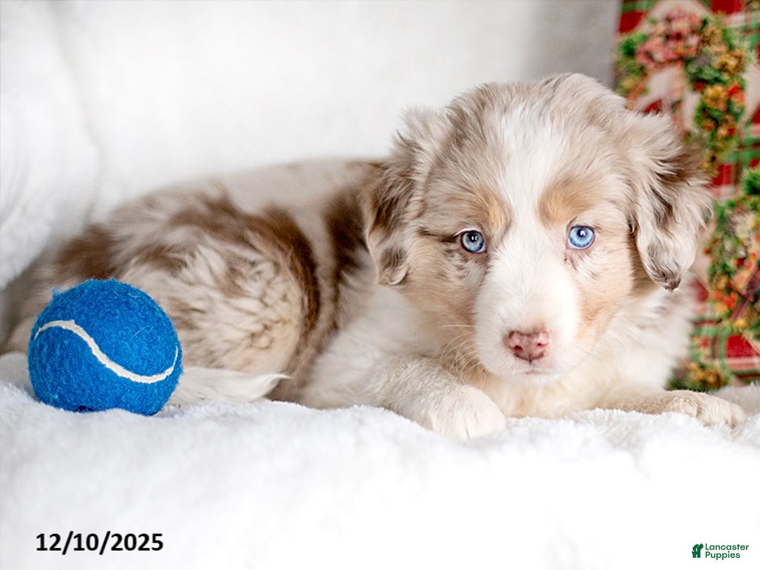 Mixed Breed dogs for sale: Schnee - Ad 2