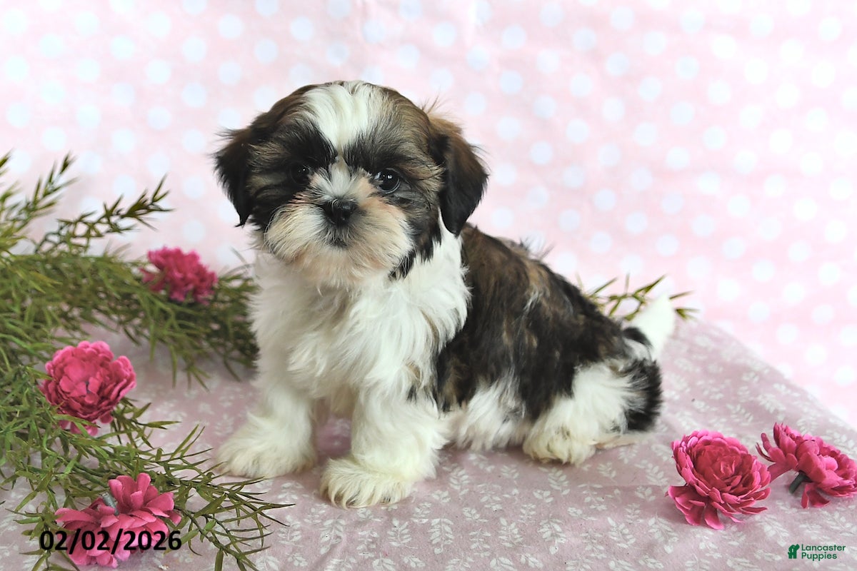 Shih Tzu dogs Sunshine - Ad 15