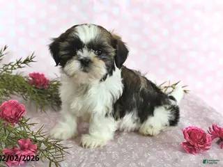 Shih Tzu dogs Sunshine - Ad 15