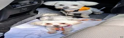 Maltese dogs for sale: Maltese 3 - Ad 2